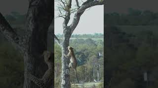 Lion Chases Leopard up Tree [upl. by Enirahtac]