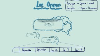 NCERT  LAC OPERON [upl. by Monica835]