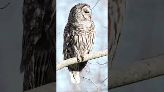 Chirping Barred Owl Call  Have you heard this sound nature wildlife photography [upl. by Vail272]