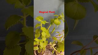 medicine plants ajwine trachyspermum ayurveda youtube trending nature origano chatani [upl. by Emma]