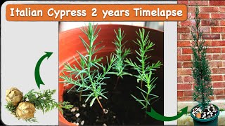 Two years old Italian Cypress Tree Grown from Seed 2 years timelapse [upl. by Vivie325]