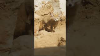 The Sahara Desert is home to the worlds smallest wild dog fennecfox fox animalshorts pbs [upl. by Ylus]