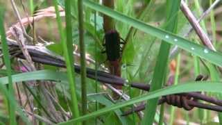 CANTHARIDE CommuneCantharis fusca  BRUITX [upl. by Petula695]