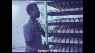 Poultry amp Dairy Farm in Sudan 1980s  Film 1039436 [upl. by Eimmas]