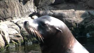 Barking Mad Sea Lion [upl. by Nrol]