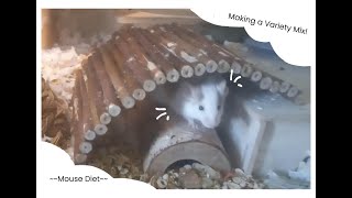 putting together a variety mix  pet mouse diet [upl. by Ettedranreb]