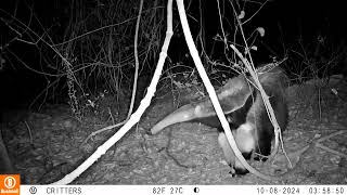 Our Camera trap got footage of a GIANT ANTEATER [upl. by Deanne]