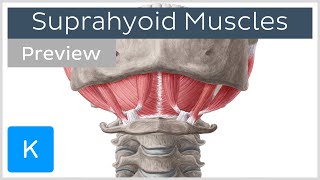 Suprahyoid muscles preview  Human Anatomy  Kenhub [upl. by Iznekcam850]