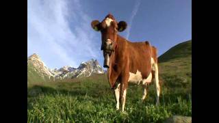 Cow bell official sound HD [upl. by Volpe]