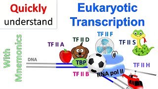 Eukaryotic Transcription [upl. by Anwadal]