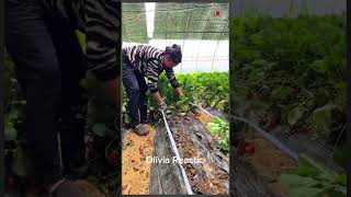 planting strawberries strawberry seedlings nursery base seedlings for sale strawberry seedlings [upl. by Cesaro]