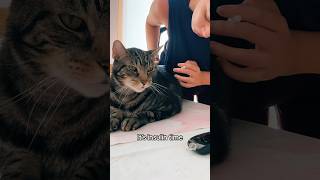 Diabetic Kitty getting his insulin 💉😻 diabetes [upl. by Rider]