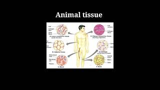 Epithelial tissue  types and functions  class 9  padhaicom shorts [upl. by Nachison]