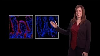 Lora Hooper UT Southwestern 2 Mammalian gut microbiota Maintaining symbiosis in the intestine [upl. by Ivad]