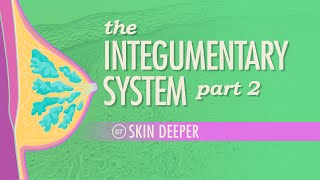 The Integumentary System Part 2  Skin Deeper Crash Course Anatomy amp Physiology 7 [upl. by Annairoc]