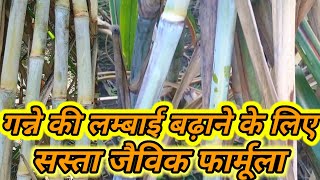 ganne ki lambai aur motai kaise badhaye गन्ने की लम्बाई और मोटाई कैसे बढ़ाये [upl. by Yemerej]