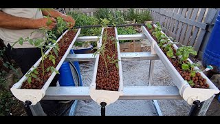 DIY automated hydroponic system at home [upl. by Newton]