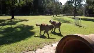 Leonbergers at dog park [upl. by Isidore]