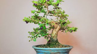 Bonsai Lonicera nitida [upl. by Nairred823]