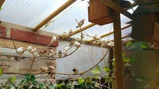 My Aviaries Today  4th November  Cockatiels Finches Budgies and Parakeets [upl. by Turner576]