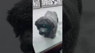 Newfoundland dog covered in snow [upl. by Richara104]