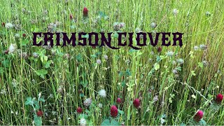 Crimson Clover Trifolium incarnatum  Provides Nitrogen  Edible  Medicinal Plant Series [upl. by Grath]