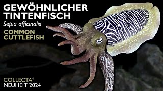 Collecta ® Gewöhnlicher Tintenfisch  Sepia officinalis  Common Cuttlefish  2024 Review [upl. by Seften505]