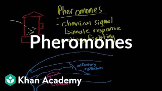 Pheromones  Processing the Environment  MCAT  Khan Academy [upl. by Asetal411]