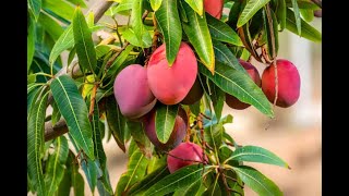 Why Miyazaki Mangoes Are So Expensive  So Expensive Food  Miyazaki Mango  মিয়াযাকি আম কি [upl. by Llerrehc110]