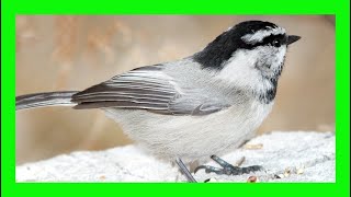 Mountain Chickadee Song Mountain Chickadee Call Voice  Carbonero Montañés Canto Poecile Gambeli [upl. by Arlin]