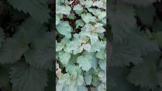 Foraging for Stinging Nettles [upl. by Netsirk]