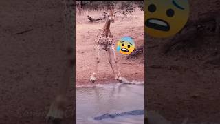 a surprised giraffe seeing a crocodile approaching crocodile giraffe [upl. by Lacie421]