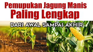 PEMUPUKAN JAGUNG MANIS PALING LENGKAP DARI AWAL SAMPAI AKHIR [upl. by Anelram406]