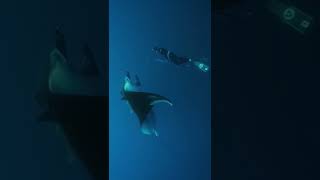 Friendly Manta comes say hi while Im spearfishing in the Azores shorts mantaray [upl. by Aelc965]