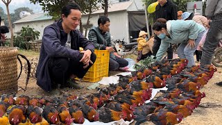 Zon sells wild chickens vang hoa king kong amazon [upl. by Novonod158]