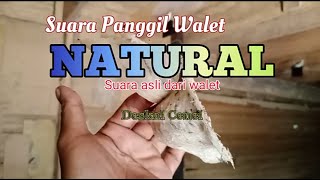 Suara Panggil Walet Natural asli suara walet [upl. by Eerihs]