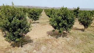 Macadamia Farming Zambia Serenje Properties BJS Photography [upl. by Anirtak141]