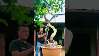 the Secrets of Chinese Bonsai Soil pH Balance bonsai bonsaistyling nature automobile [upl. by Aubigny420]