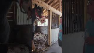 Clydesdale Farm in Dunnellon FL [upl. by Kensell]