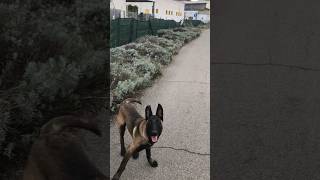 Malinois Puppy Training dog malinois puppy [upl. by Snebur]