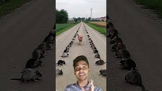 ইঁদুরের রাজ্যে বিড়াল রাজাIn the kingdom of mice cats are king funnycomedyshorts trending cat [upl. by Grannia]