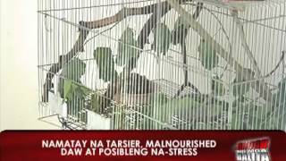 News5E  TARSIER NAGSUICIDE DAHIL SA STRESS [upl. by Yelsnia]