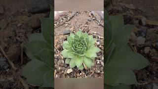 How to make soil mix n repott succulent plants viralvideo garden succulents indoorplants bonsai [upl. by Forrer]