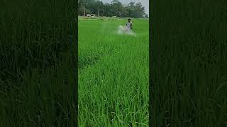 Bispyribac Sodium herbicide spray in rice field ।।rice shorts shortsfeed satyammishra5923 [upl. by Leopoldeen]