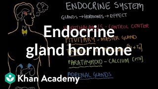 Endocrine gland hormone review  Endocrine system physiology  NCLEXRN  Khan Academy [upl. by Ahsiruam806]