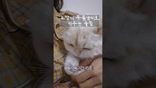 무릎냥이 좀 제발 해주면 안되겠니 고양이 [upl. by Agnimod]