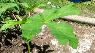 How to Prune OKRA [upl. by Annaid]