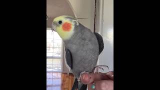 Cockatiel singing Addams family [upl. by Malinde]