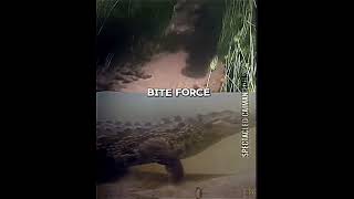 Hippopotamus vs Nile Crocodile crocodile hippo hippopotamus edit [upl. by Resay274]