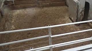 Gladstone Auction Mart Live Stream [upl. by Nillad]